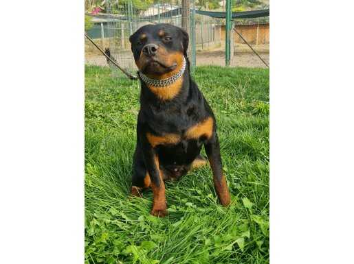 Rottweiller 