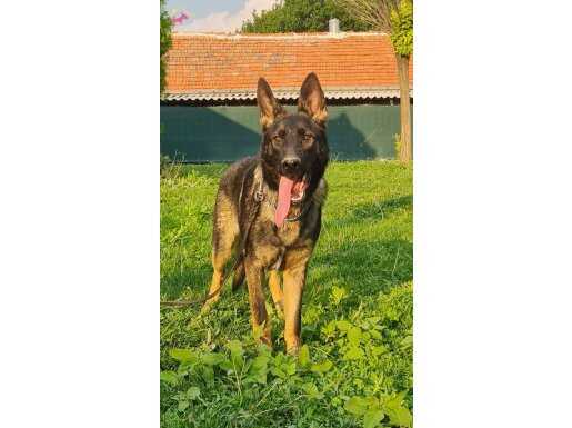 Workingline German Shepherd 