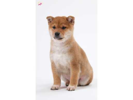 Shiba inu erkek 