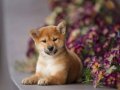 SHİBA İNU Yavru köpekler