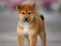 SHİBA İNU Yavru köpekler