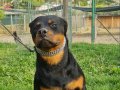 Rottweiller 