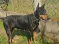 ANNE DOBERMAN ÇOK UYSAL ASİL VE KARAKTERLİ