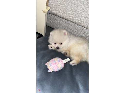 Pomeranian boo yavru