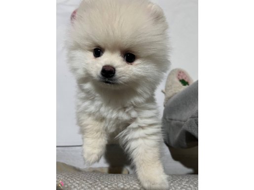 4 Aylık Ayı Surat Pomeranian Boo Yavrusu