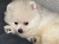 Pomeranian boo yavru