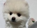 4 Aylık Ayı Surat Pomeranian Boo Yavrusu