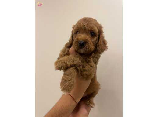 Poodle tadında Maltipo 