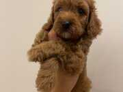Poodle tadında Maltipo 