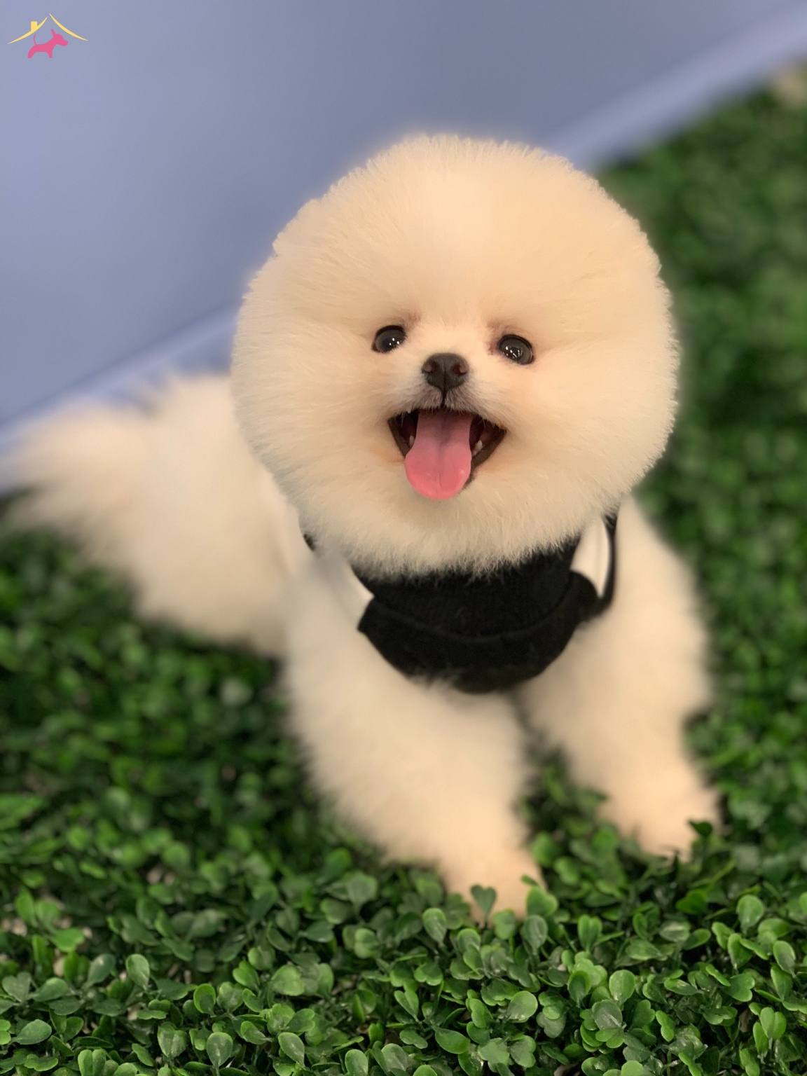 Satilik Pomeranian Boo Fiyatlari Kopek Dunyasi