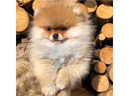 Birinci sınıf kalitede sağlık ve ilk garantili Pomeranian