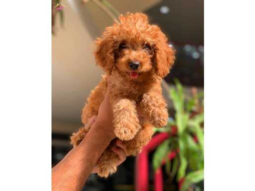 ANNE BABADAN ORGİNAL MALTIPOO YAVRUMUZ