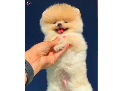 SAFKAN SHOW CLASS POMERANİAN BOO YAVRULARIMIZ