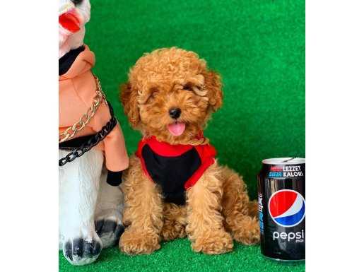 KÜT BURUN MACAR TOY POODLE YAVRULARIMIZ