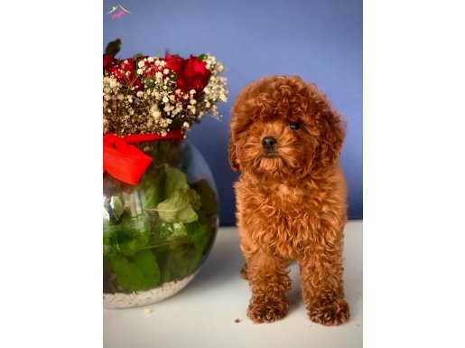 Safkan küt burun Macar toy Poodle yavrularımız