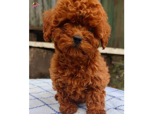 SAFKAN TEACUP RED BROWNPOODLE 