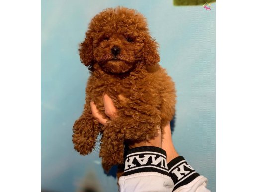 SAFKAN RED BROWN MACAR TOY POODLE YAVRUSU