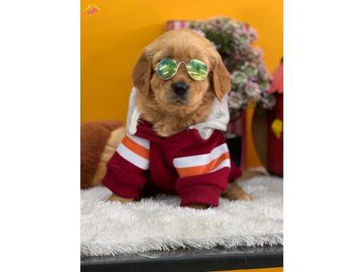 SAFKAN MACAR BABYFACE GOLDEN YAVRULARIMIZ