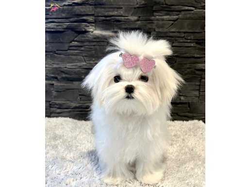 SAF KIF KAYITLI KOREAN TEACUP MALTESE YAVRULARIMIZ