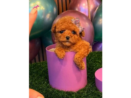 T-cup bebek surat Korean Poodle