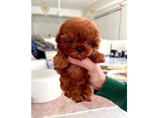 MUHTEŞEM SURAT KORE POODLE YAVRU 