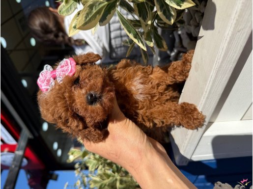 En minik boy red Poodle yavrumuz