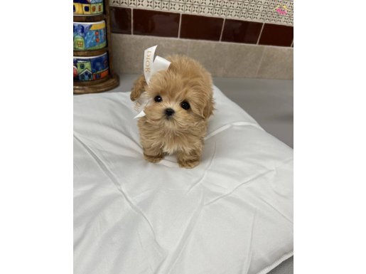DAHA GÜZELİ OLMAYAN KORE MALTİPOO YAVRULARIMIZ 