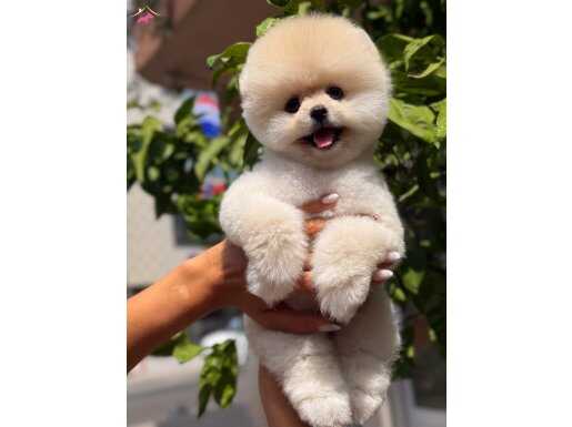 TEDDYBEAR GÜZELLİĞİ AYICIK OĞLUMUZ