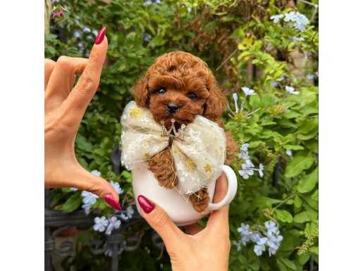 En küçük boy kore  Poodle yavrularımız 