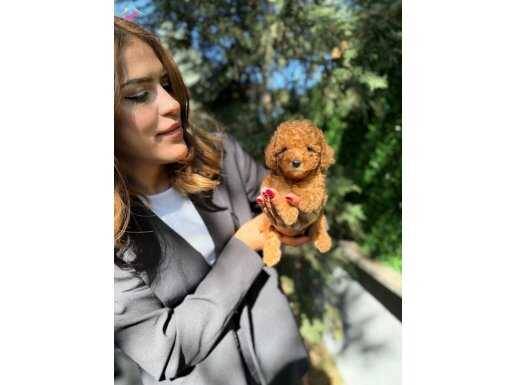 Tcup Boy Kore Poodle Yavrularım 