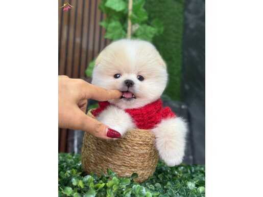 TEDDYBEAR GÜZELLİĞİ 