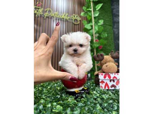 EN KÜÇÜK BOY KORE MALTESE “TINTIN”