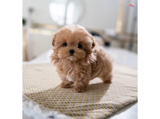 ŞEKER GİBİ BEBEK SURAT MALTİPOOLARIM 