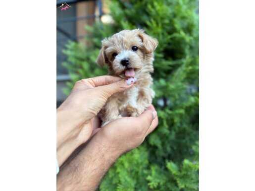 MİNİ BEBEK YÜZLÜ KORE  MALTİPO