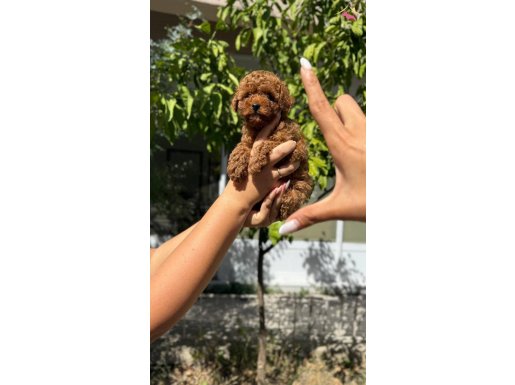 KORE BEBEK YÜZLÜ POODLE “TINTIN”