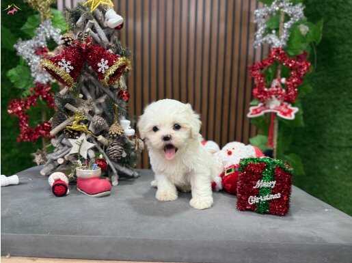 YILBAŞI BEBİŞİ KAR TOPU KORE BEBİŞLERŞ