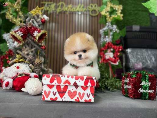 MAVİ GÖZ PARTİCOLOR POMERANİAN GÜZELLİĞİ 