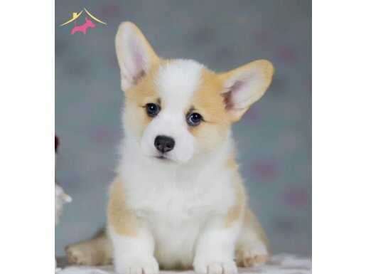 Pembrock welsh  corgi secereli