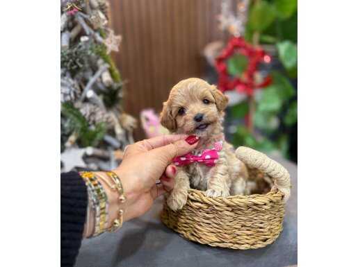 Kıvırcık Tüy Yapılı Bebek Suratlı Maltipoo Yavruları