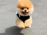 SAF POMERANİAN BOO İSTEYENLERE 