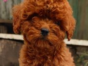 SAFKAN TEACUP RED BROWNPOODLE 