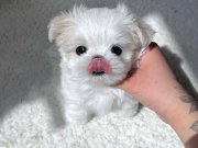 TEACUP BOY KORE BASIK BURUN YAVRULARIMIZ