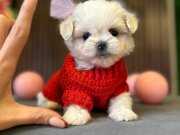 Korean maltese tcup