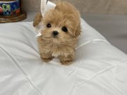 DAHA GÜZELİ OLMAYAN KORE MALTİPOO YAVRULARIMIZ 