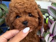 Daha güzeli yok orijinal Kore