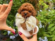 En küçük boy kore  Poodle yavrularımız 