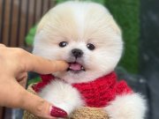 TEDDYBEAR GÜZELLİĞİ 