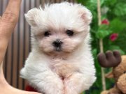 EN KÜÇÜK BOY KORE MALTESE “TINTIN”