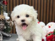 YILBAŞI BEBİŞİ KAR TOPU KORE BEBİŞLERŞ