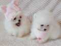 AA  KALİTEDE ANNE-BABDAN SAF POMERANİAN BOO YAVRULARIMIZ